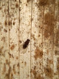 Close-up of insect on leaf