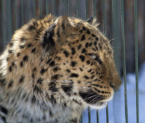 Portrait of a leopard at the zoo