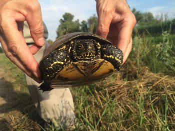 Close-up of human hand holding tortoise 