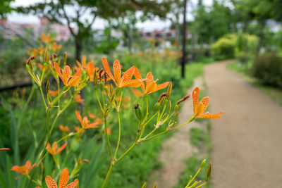 Close-up of orange flowering plant