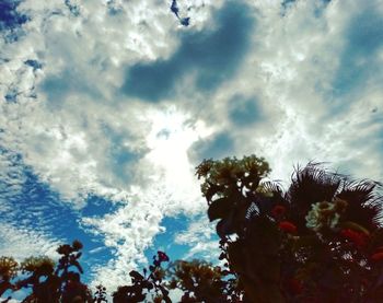 Low angle view of flowering plants against sky