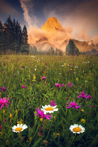 Purple flowering plants on field against sky