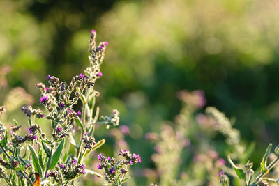 Close-up of pink flowering plant on field