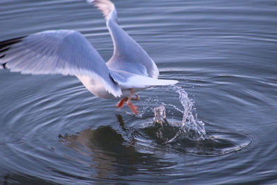 Seagulls flying over lake