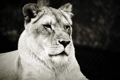 Close-up of a lion looking away