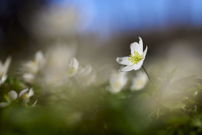 Close-up of anemone flower