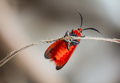 Close-up of insect on twig