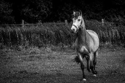 Horse on field