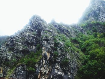 Low angle view of trees on mountain