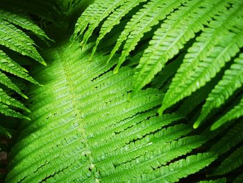 Full frame shot of green leaves