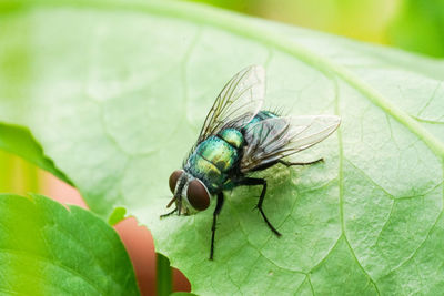 Close-up of fly on leaf