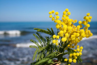 Close-up of yellow flowering plant against sea