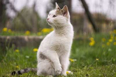 Cat looking away on field