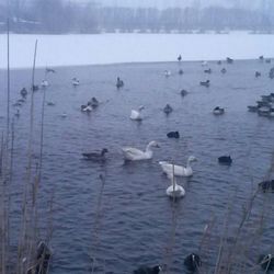 View of birds in water