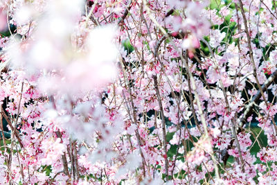 Close-up of pink flowers on tree