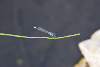 Close-up of damselfly on leaf