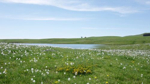 Scenic view of grassy field and a lake against sky