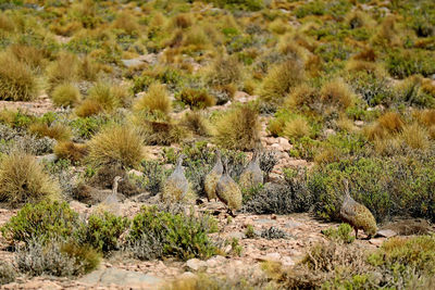 View of a desert