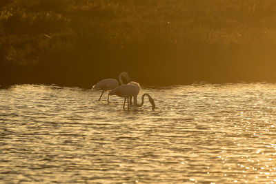 Flamingos in lake at sunset