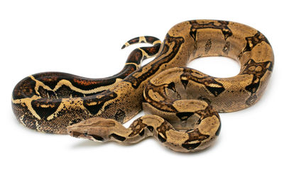 Close-up of animal skull against white background