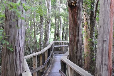 Footpath amidst trees in forest