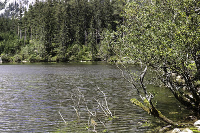 Scenic view of lake in forest