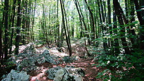 Trees in forest