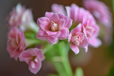 Close-up of pink flowers blooming outdoors