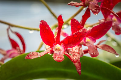 Close-up of red flower against blurred background