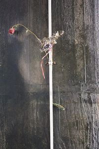 High angle view of plant hanging on rope against wall