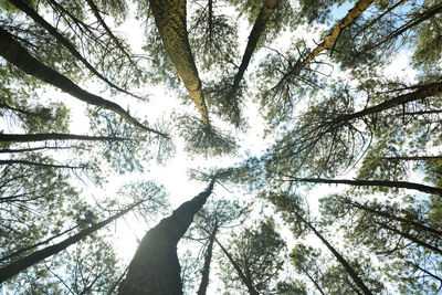 Low angle view of trees against sky