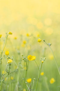 Yellow flowers growing on field