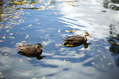 High angle view of ducks in lake