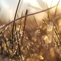 Close-up of wet grass on field