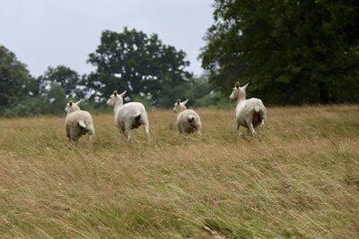 Sheep running in a field