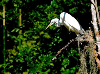 Bird perching on a branch