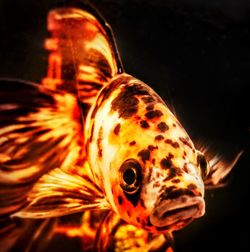 Close-up of turtle in aquarium