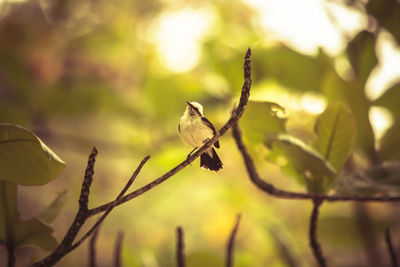 Close-up of bird perching on branch