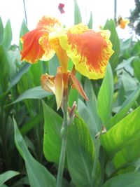 Close-up of flowers blooming outdoors