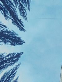 Low angle view of tree against sky