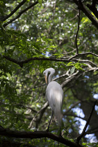 Low angle view of bird perching on tree in forest