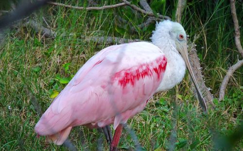 Close-up of bird perching on field