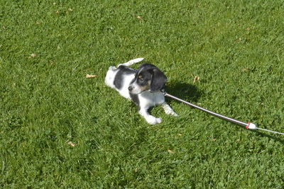 Dog on field