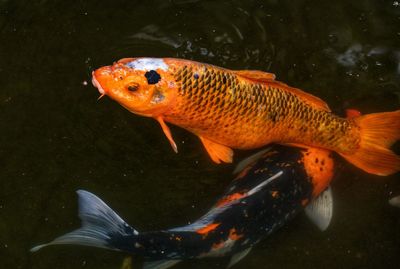 Fish swimming in pond