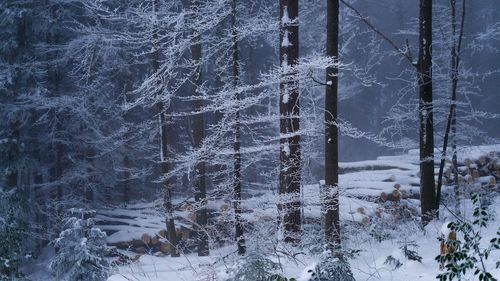 Logs and trees during winter