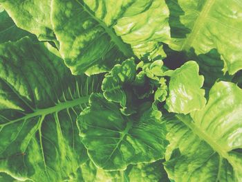 Full frame shot of leaf vegetable