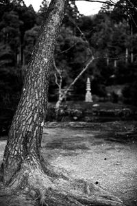 Close-up of tree trunk in forest