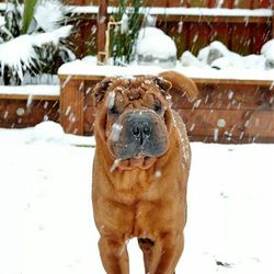 Close-up portrait of a dog