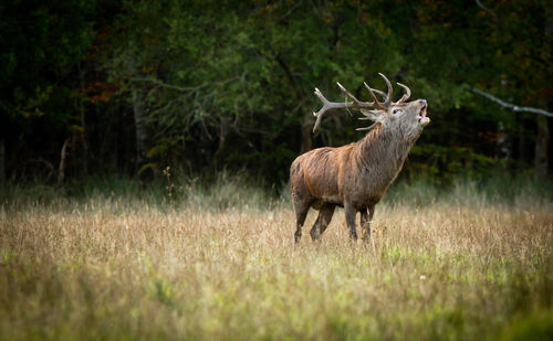 Deer on grassy field against trees