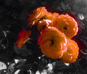 Close-up of red flowers